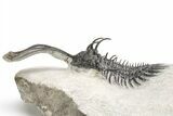 Bargain, Trident Walliserops Trilobite - Foum Zguid, Morocco #179528-3